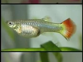 Are My Guppies And A Molly Pregnant? Please Help A Newbie :-)