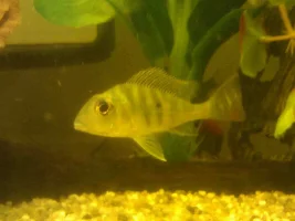 Identify My Fish?!