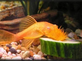 Bristlenose