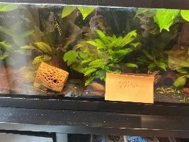 VOTE NOW: April 2026 Tank of the Month Contest (17-30 US gallons)