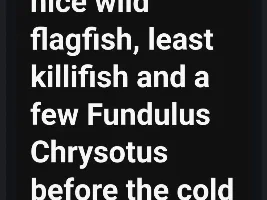 Florida Flag fish experiment...