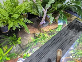 Are my shrimp gonna beach themselves?