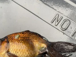 Emergency Pond Help