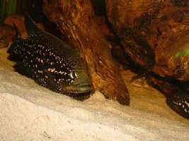 Paratilapia Pollini "Big Spot'