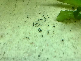 Help!  What is this in my tank?