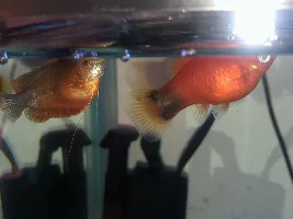 What is it?