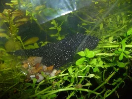 My 72 Gallon Bowfront Aquarium. Planted. Community.