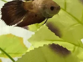 Bloat?