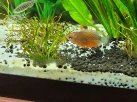 Hello all!