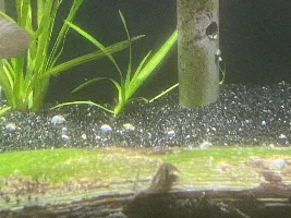 Growout of my 90g wide tank