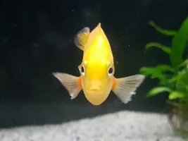 Orange Chromide Disease