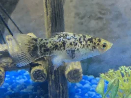 Help mollie has bubbly skin and something hanging out it. Pics included