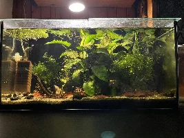 Plants rabbit snail wont eat
