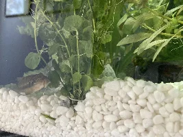 Fish not eating/low energy after moving tank (please help)