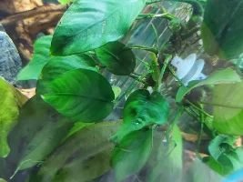 Anubias?