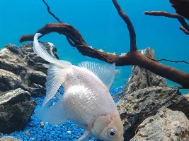 Goldfish problem. Please  help!