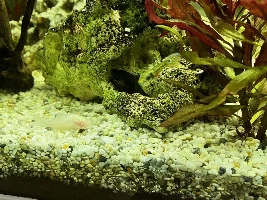 Beta female strange behavior
