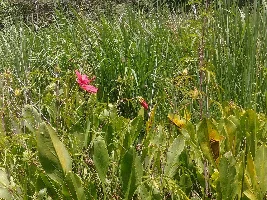 Phone Photography