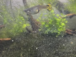 !!HELP!! Pregnant guppy