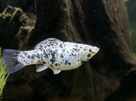 VOTE NOW!...Fishforums  April 2020 Fish of the Month contest (livebearers only)