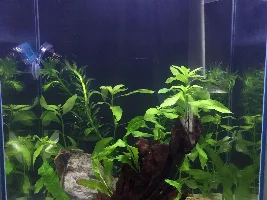 10 gallon fish tank stocking ideas and cycling tips