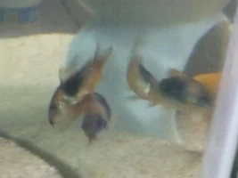Need some help identifying this Corydora