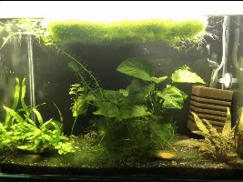Shrimp questions