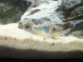 Possibly ill bronze cory
