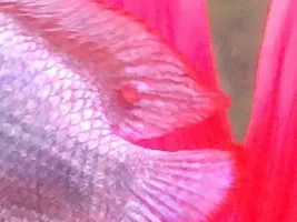 Gourami blister