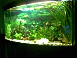 My 260l Tank