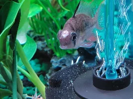 Bolivian Ram Large White Bump Growing on Fore Head (Pictures Included)