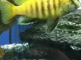 Former Newbie's African Cichlid Experience