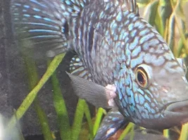 What is the cure? Can you help to identify the weird growth thing on my fish gills?