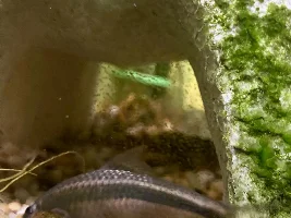 battle over algae cookies...