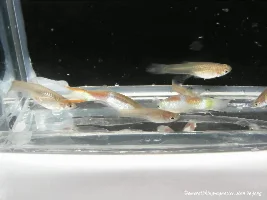 Gold laser guppy