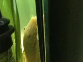 Male or female