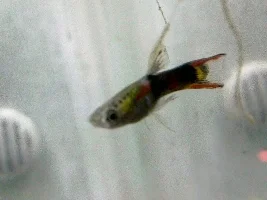 New Endler/Guppy