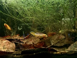 VOTE NOW - July 2023 Tank of the Month contest (17 to 30 US gallons)