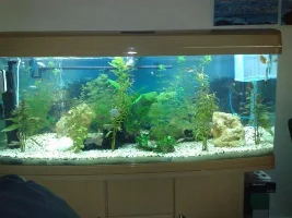 Co2 And Nitrite