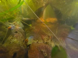 VOTE NOW: July 2026 Tank of the Month Contest (17-30 US gallons)