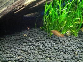 10 Gallon With Malaysia Driftwood