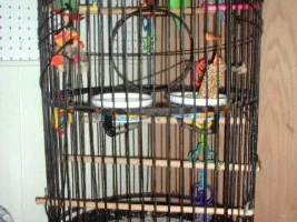 AHHHH look what I found on my bird!!!