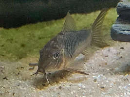 Sterbai with other corydoras?