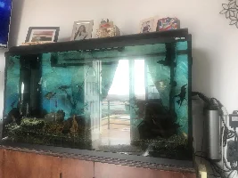 Severe algae problem, how to terminate it.