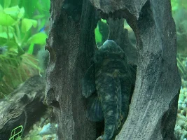 What’s this pleco?