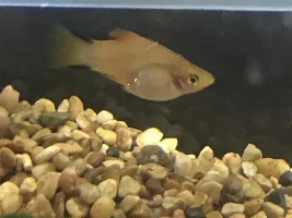 Does my fish have dropsys?