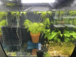 Attempting to Breed Sawbwa resplendens (Rummynose Rasbora)