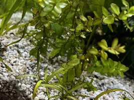 Tank issues crushing my enthusiasm - help needed