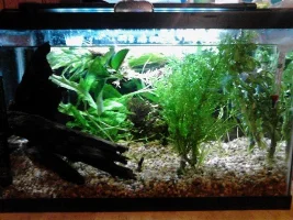 First Planted Tank! 10 Gallon