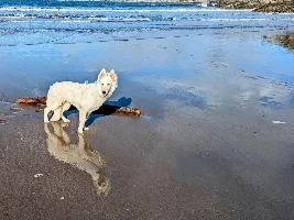 Any Swiss Shepherd owners